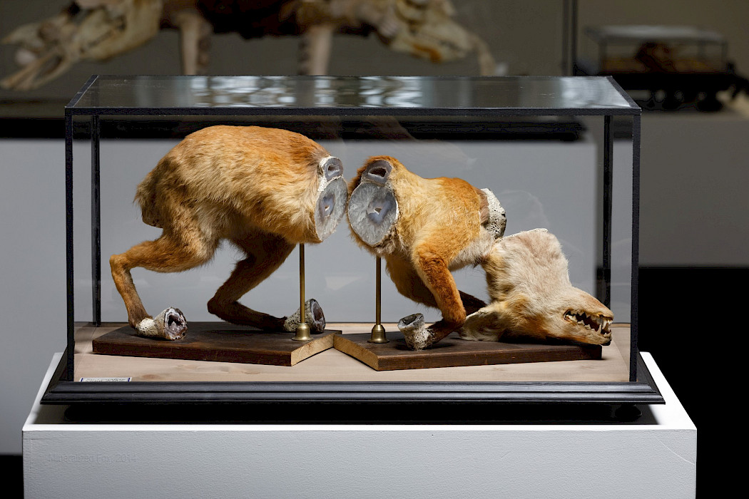 Jan Švankmajer: Mineralisierter Fuchs, 2014. Ausstellungsansicht Kebbel Villa 2023, Foto: Clemens Mayer