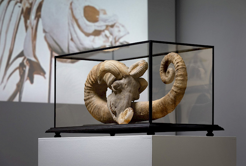 Jan Švankmajer: Unnatural Histories. Exhibition view Kebbel-Villa 2023, photo: Clemens Mayer
