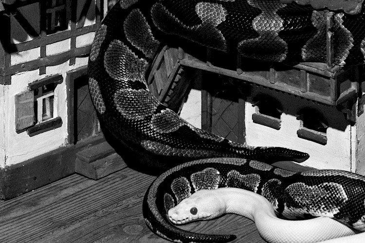 Elena Helfrecht: The Spiral, 2019 (Detail)