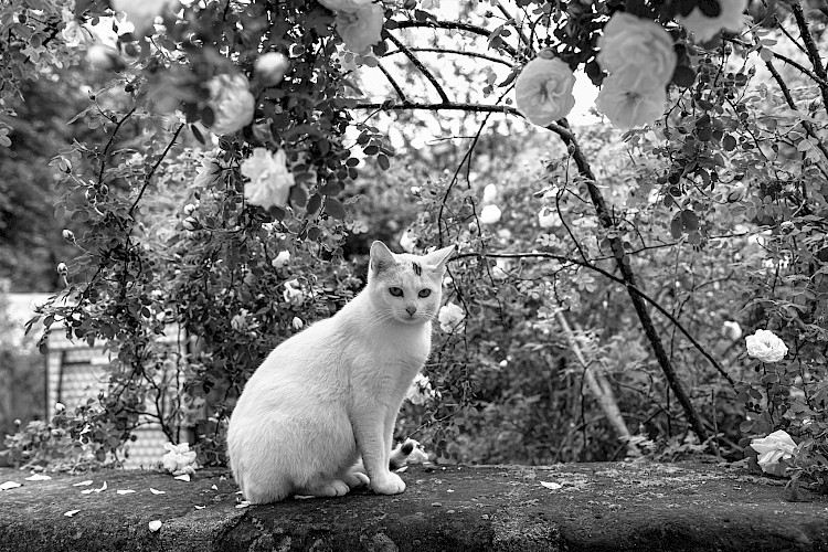 Erik Niedling, 'White Cat', 2020 , Archival inkjet print (c) the artist